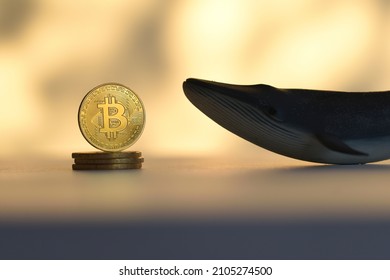 611 Bitcoin Whale Images, Stock Photos & Vectors | Shutterstock