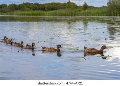 Conceptual, Getting Your Ducks In A Row, And Follow The Leader.