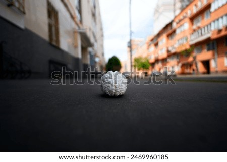 Conceptual image of a brain model on a sidewalk, symbolizing lost sanity on the street