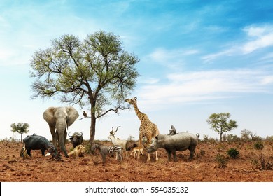 Conceptual image of common African safari wildlife animals meeting together around a tree in Kruger National Park