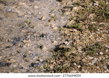 A conceptual image showing the delicate process of life finding sustenance from the earth, symbolizing resilience and natural cycles.