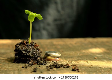 Conceptual Image Of Trees And Money Growing