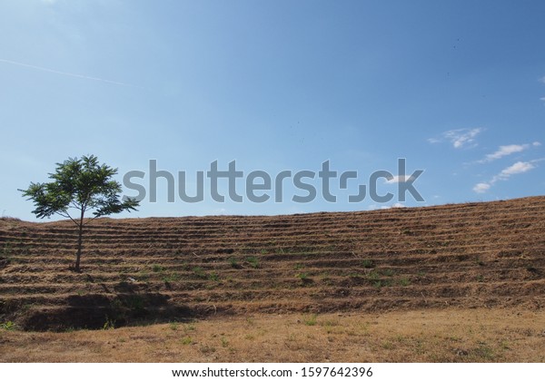Conceptual landscape. A horizon line dividing\
blue sky and earth with a single tree casting a shadow on the hill\
grass. Use for ecology and environmental protection, corporate,\
trainings, coaching.