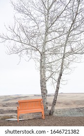 Conceptual Orange Bench an a Tree