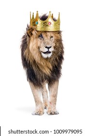 Conceptual Photo Of Male Lion With Battle Scars Wearing A King Of The Jungle Crown. Isolated On White. 