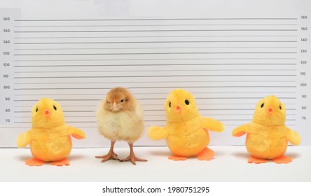 Conceptual Real And Toy Chicken Posing For Mug Shot At Police Station