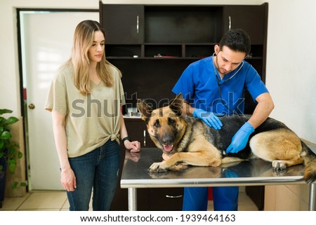 Similar – Image, Stock Photo German shepherd dog