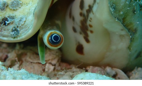 1,283 Conch eyes Images, Stock Photos & Vectors | Shutterstock