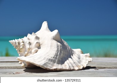 Conch Against Ocean. Exuma, Bahamas