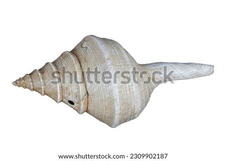 Conch, or conque, also known as shell trumpet, is a wind instrument made from the shell of several different kinds of sea snails. Conch have been played in Pacific Island, South America and Asia
