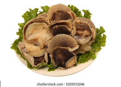 conch meat