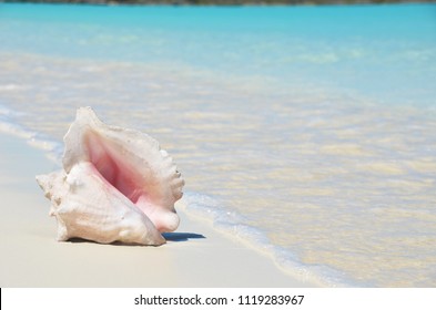 Conch On The Beach. Exuma, Bahamas