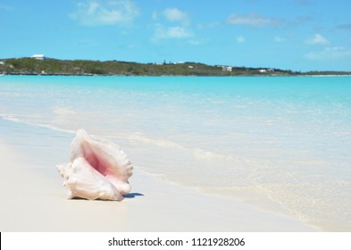 Conch On The Beach. Exuma, Bahamas