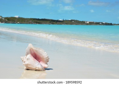 Conch On The Beach. Exuma, Bahamas