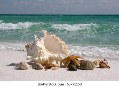 Conch And Other Shells On White Sand Gulf Of Mexico Beach