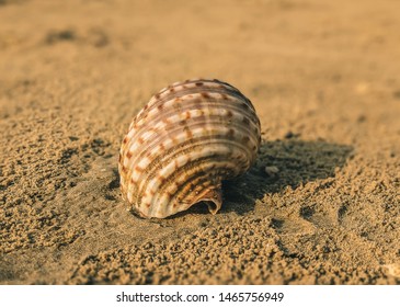 Conch Shell at the beach Sand. Selective Focus is used.