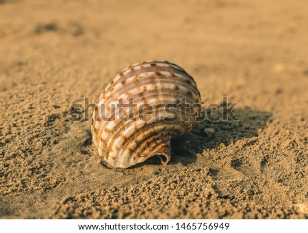 Conch Shell at the beach Sand. Selective Focus is used.