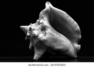 Conch Shell Full View Open Side Sensuous in Black and White