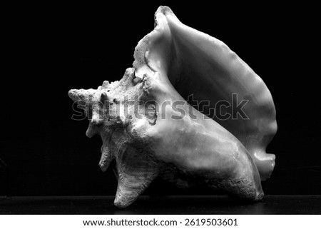 Conch Shell Full View Open Side Sensuous in Black and White