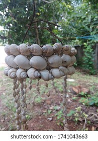 conch shell hanging on a tree