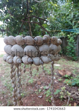 conch shell hanging on a tree
