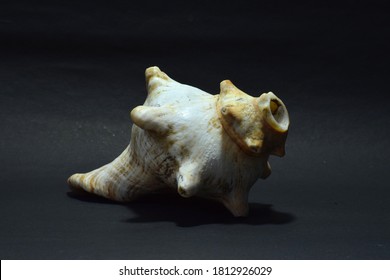 Conch shell image on black background.