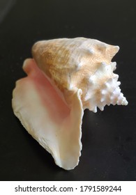 conch shell from the islands