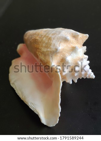 conch shell from the islands