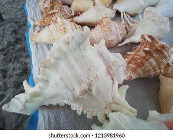 Conch, Shell, Lobatus Gigas Sea Shells