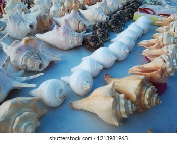 Conch, Shell, Lobatus Gigas Sea Shells