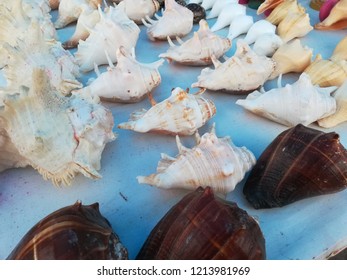 Conch, Shell, Lobatus Gigas Sea Shells