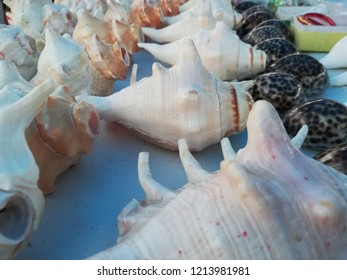 Conch, Shell, Lobatus Gigas Sea Shells