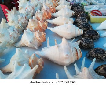 Conch, Shell, Lobatus Gigas Sea Shells