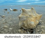 Conch shell on the beach