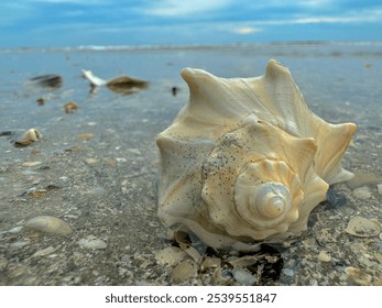 Conch shell on the beach