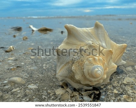 Conch shell on the beach