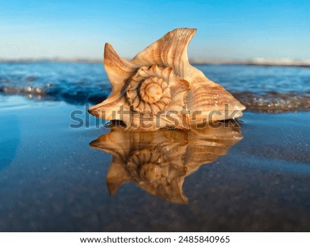 Conch shell on the beach with calm beautiful view of ocean