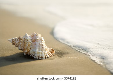 Conch Shell On Beach  With Waves.