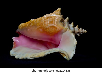 Conch Shell On Black Background 