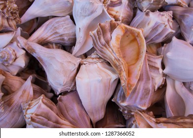 Conch Shell Pile