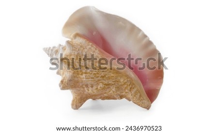 Conch, Shell, Seashell white background