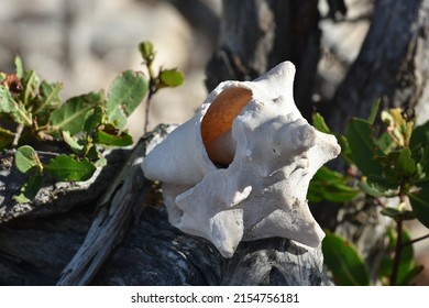 6,966 Conch Shell Island Images, Stock Photos & Vectors | Shutterstock