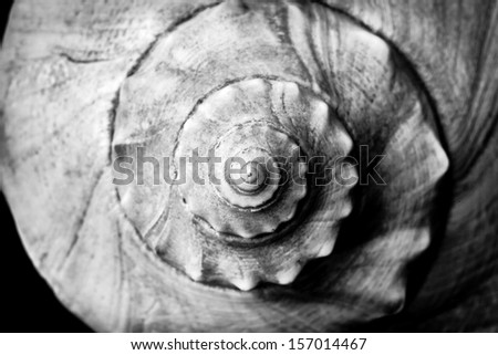 conch shell spiral 