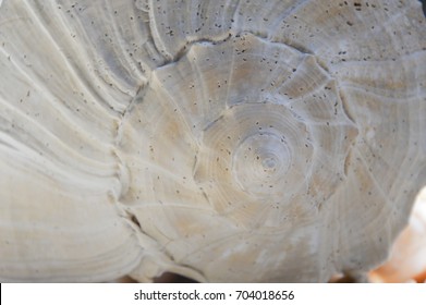 conch shell spiral close up 