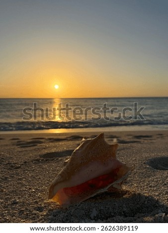 conch shell at sunset bahamas