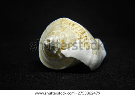 Conch Shell which are preferably found on the side of the beach