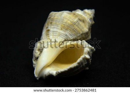 Conch Shell which are preferably found on the side of the beach
