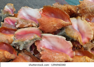 Conch Shells In The Bahamas