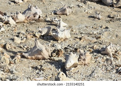 Conch Shells Laying On Beach Sand, Coral And Volcanic Rock Beside The Ocean Fossils