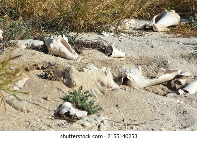 Conch Shells Laying On Beach Sand, Coral And Volcanic Rock Beside The Ocean Fossils